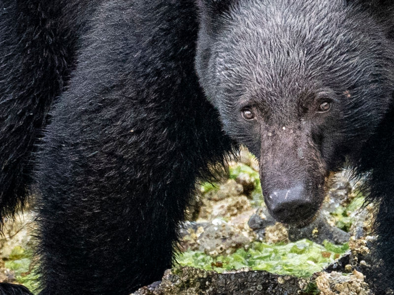 Black Bear Rolling a Rock