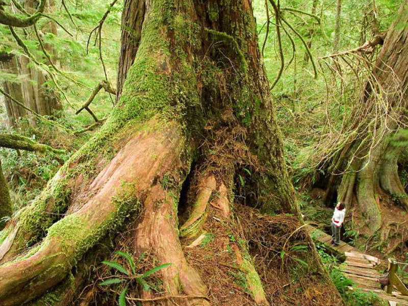 Meares Island Big Trail Tree