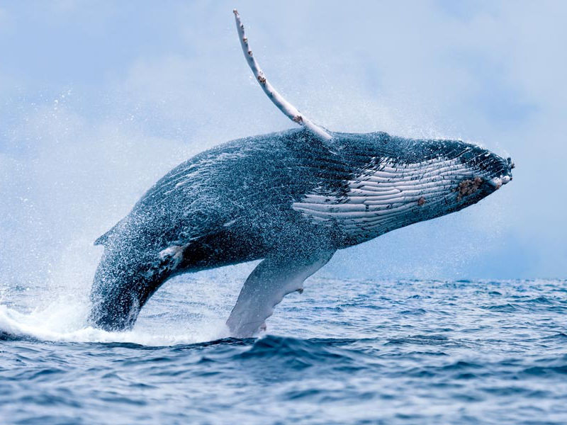 Grey Whale Tail